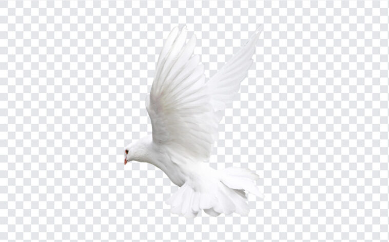 Pigeon White Transparent, Pigeon White, Pigeon White Transparent PNG, White Pigeon, Pigeon, PNG, PNG Images, Transparent Files, png free, png file, Free PNG, png download,