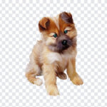 Puppy Clipart, Puppy, Puppy Clipart PNG, Puppy PNG, PNG, PNG Images, Transparent Files, png free, png file, Free PNG, png download,