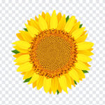 Sunflower Vector, Sunflower, Sunflower Vector PNG, Sunflower PNG, Vector PNG, PNG, PNG Images, Transparent Files, png free, png file, Free PNG, png download,