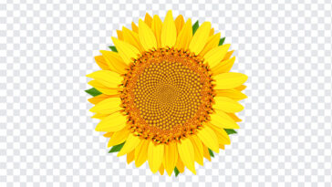 Sunflower Vector, Sunflower, Sunflower Vector PNG, Sunflower PNG, Vector PNG, PNG, PNG Images, Transparent Files, png free, png file, Free PNG, png download,