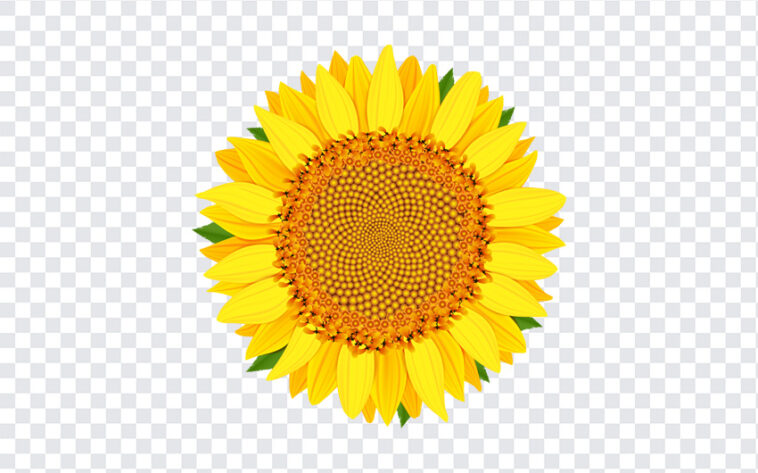 Sunflower Vector, Sunflower, Sunflower Vector PNG, Sunflower PNG, Vector PNG, PNG, PNG Images, Transparent Files, png free, png file, Free PNG, png download,