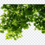 Transparent Leaves Corner, Transparent Leaves, Transparent Leaves Corner PNG, Transparent, PNG, PNG Images, Transparent Files, png free, png file, Free PNG, png download,