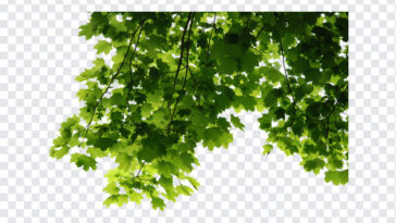 Transparent Leaves Corner, Transparent Leaves, Transparent Leaves Corner PNG, Transparent, PNG, PNG Images, Transparent Files, png free, png file, Free PNG, png download,