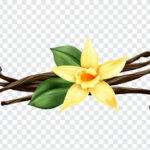 Vanilla Bean, Vanilla, Vanilla Bean PNG, PNG, PNG Images, Transparent Files, png free, png file, Free PNG, png download,