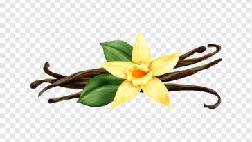 Vanilla Bean, Vanilla, Vanilla Bean PNG, PNG, PNG Images, Transparent Files, png free, png file, Free PNG, png download,