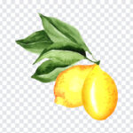 Water Colors Lemon, Water Colors, Water Colors Lemon PNG, Water, Lemon PNG, PNG, PNG Images, Transparent Files, png free, png file, Free PNG, png download,