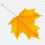 Yellow Autumn Leaf, Yellow Autumn, Yellow Autumn Leaf PNG, Yellow, Leaf PNG, PNG, PNG Images, Transparent Files, png free, png file, Free PNG, png download,