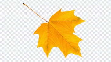 Yellow Autumn Leaf, Yellow Autumn, Yellow Autumn Leaf PNG, Yellow, Leaf PNG, PNG, PNG Images, Transparent Files, png free, png file, Free PNG, png download,