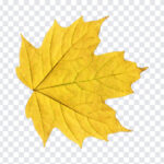 Yellow Leaf Transparent, Yellow Leaf, Yellow Leaf Transparent PNG, Yellow, PNG, PNG Images, Transparent Files, png free, png file, Free PNG, png download,