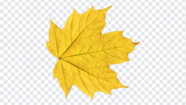Yellow Leaf Transparent, Yellow Leaf, Yellow Leaf Transparent PNG, Yellow, PNG, PNG Images, Transparent Files, png free, png file, Free PNG, png download,
