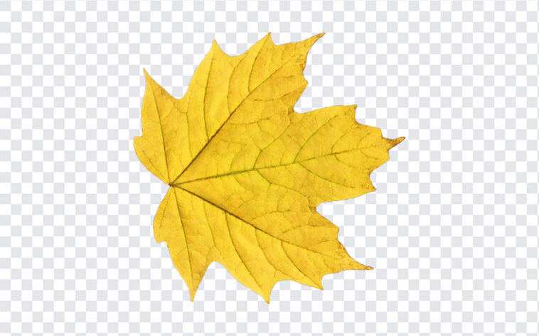 Yellow Leaf Transparent, Yellow Leaf, Yellow Leaf Transparent PNG, Yellow, PNG, PNG Images, Transparent Files, png free, png file, Free PNG, png download,