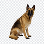 German Shepherd Dog, German Shepherd, German Shepherd Dog PNG, Dog, Dog PNG, Dog Lovers, PNG, PNG Images, Transparent Files, png free, png file, Free PNG, png download,