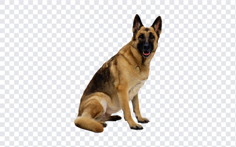 German Shepherd Dog, German Shepherd, German Shepherd Dog PNG, Dog, Dog PNG, Dog Lovers, PNG, PNG Images, Transparent Files, png free, png file, Free PNG, png download,