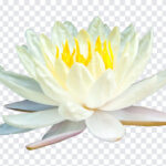 Lotus Blooming, Lotus, Lotus Blooming PNG, Blooming PNG, PNG, PNG Images, Transparent Files, png free, png file, Free PNG, png download,