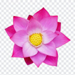 Lotus Flower, Lotus, Lotus Flower PNG, Flower PNG, PNG, PNG Images, Transparent Files, png free, png file, Free PNG, png download,