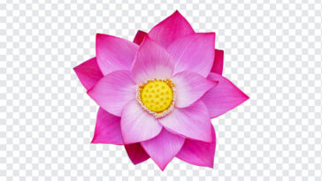 Lotus Flower, Lotus, Lotus Flower PNG, Flower PNG, PNG, PNG Images, Transparent Files, png free, png file, Free PNG, png download,