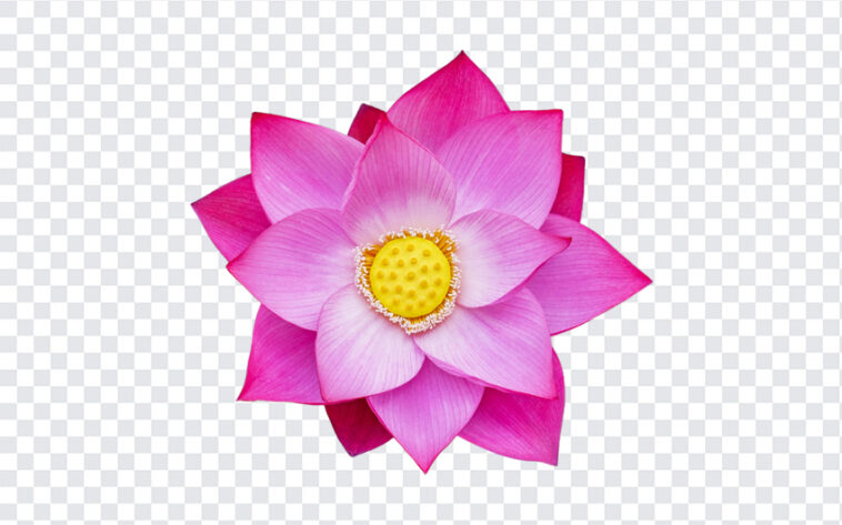 Lotus Flower, Lotus, Lotus Flower PNG, Flower PNG, PNG, PNG Images, Transparent Files, png free, png file, Free PNG, png download,