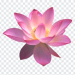 Lotus Flower, Lotus, Lotus Flower PNG, Flower PNG, Flowers, Flower, Flower Lovers, PNG, PNG Images, Transparent Files, png free, png file, Free PNG, png download,