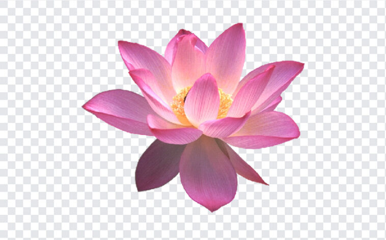 Lotus Flower, Lotus, Lotus Flower PNG, Flower PNG, Flowers, Flower, Flower Lovers, PNG, PNG Images, Transparent Files, png free, png file, Free PNG, png download,