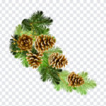 Pine Branch with Cones, Pine Branch PNG, Pine Branch, Christmas PNG, Christmas, PNG, PNG Images, Transparent Files, png free, png file, Free PNG, png download,