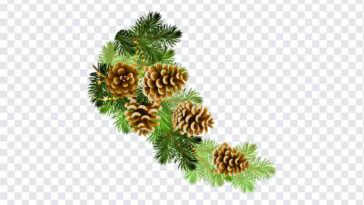 Pine Branch with Cones, Pine Branch PNG, Pine Branch, Christmas PNG, Christmas, PNG, PNG Images, Transparent Files, png free, png file, Free PNG, png download,