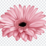 Pink Gerber Flower Clip Art, Pink Gerber Flower Clip, Pink Gerber Flower Clip Art PNG, Pink Gerber Flower, Flower Clip Art PNG, Flower, Flowers PNG, PNG, PNG Images, Transparent Files, png free, png file, Free PNG, png download,