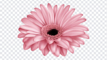 Pink Gerber Flower Clip Art, Pink Gerber Flower Clip, Pink Gerber Flower Clip Art PNG, Pink Gerber Flower, Flower Clip Art PNG, Flower, Flowers PNG, PNG, PNG Images, Transparent Files, png free, png file, Free PNG, png download,