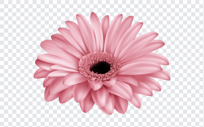 Pink Gerber Flower Clip Art Png