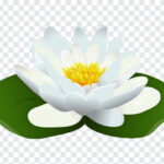 Water Lily Transparent, Water Lily, Water Lily Transparent Image, Water, PNG, PNG Images, Transparent Files, png free, png file, Free PNG, png download,