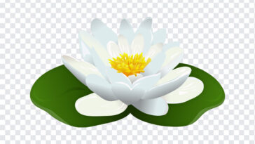 Water Lily Transparent, Water Lily, Water Lily Transparent Image, Water, PNG, PNG Images, Transparent Files, png free, png file, Free PNG, png download,