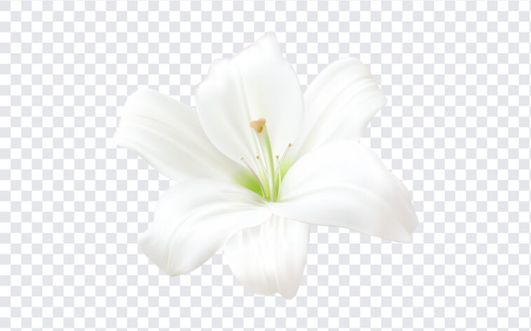 White Lily Flower, White Lily, White Lily Flower PNG, White, Lily Flower PNG, PNG Flowers, Flowers PNG, Flowers, PNG, PNG Images, Transparent Files, png free, png file, Free PNG, png download,