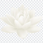 White Water Lily, White Water, White Water Lily PNG, White, Water Lily PNG, Water Lily, Flowers, Flowers PNG, Flower PNG, Flower Clip Arts, PNG, PNG Images, Transparent Files, png free, png file, Free PNG, png download,