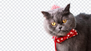 Christmas Cat, Christmas, Christmas Cat PNG, Cat PNG, British Shorthair, Seasonal Cat, Transparent Cat Image, PNG, PNG Images, Transparent Files, png free, png file, Free PNG, png download,