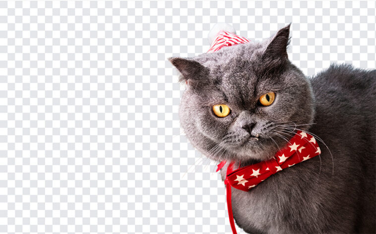 Christmas Cat, Christmas, Christmas Cat PNG, Cat PNG, British Shorthair, Seasonal Cat, Transparent Cat Image, PNG, PNG Images, Transparent Files, png free, png file, Free PNG, png download,
