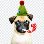 Christmas Party Dog, Christmas Party, Christmas Party Dog PNG, Christmas, Party Dog PNG, Dog PNG, Christmas PNG, PNG, PNG Images, Transparent Files, png free, png file, Free PNG, png download,