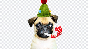 Christmas Party Dog, Christmas Party, Christmas Party Dog PNG, Christmas, Party Dog PNG, Dog PNG, Christmas PNG, PNG, PNG Images, Transparent Files, png free, png file, Free PNG, png download,