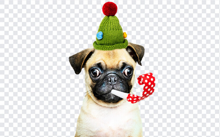 Christmas Party Dog, Christmas Party, Christmas Party Dog PNG, Christmas, Party Dog PNG, Dog PNG, Christmas PNG, PNG, PNG Images, Transparent Files, png free, png file, Free PNG, png download,