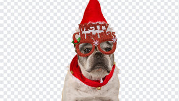 Dog Wearing Merry Christmas, Dog PNG, Dog Transparent image, Christmas PNG, Christmas Dog, PNG, PNG Images, Transparent Files, png free, png file, Free PNG, png download,