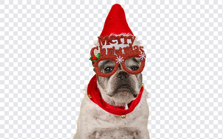 Dog Wearing Merry Christmas, Dog PNG, Dog Transparent image, Christmas PNG, Christmas Dog, PNG, PNG Images, Transparent Files, png free, png file, Free PNG, png download,