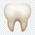 Tooth Emoji, Tooth, Tooth Emoji PNG, iOS Emoji, iphone emoji, Emoji PNG, iOS Emoji PNG, Apple Emoji, Apple Emoji PNG, PNG, PNG Images, Transparent Files, png free, png file, Free PNG, png download,