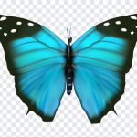 Blue Butterfly, Blue, Blue Butterfly PNG, Butterfly PNG, PNG, PNG Images, Transparent Files, png free, png file, Free PNG, png download,