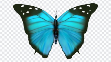 Blue Butterfly, Blue, Blue Butterfly PNG, Butterfly PNG, PNG, PNG Images, Transparent Files, png free, png file, Free PNG, png download,