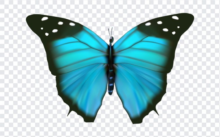 Blue Butterfly, Blue, Blue Butterfly PNG, Butterfly PNG, PNG, PNG Images, Transparent Files, png free, png file, Free PNG, png download,