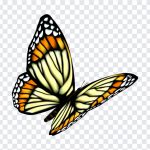 Butterfly, Butterfly PNG, PNG, PNG Images, Transparent Files, png free, png file, Free PNG, png download,