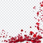 Falling Petals, Falling, Falling Petals PNG, Petals PNG, Rose Petals, Flowers, Flowers PNG, Flower Petals, Red Color, PNG, PNG Images, Transparent Files, png free, png file, Free PNG, png download,
