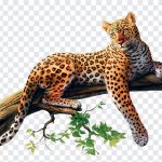 Jaguar, Animal, Jaguar PNG, Animal PNG, PNG, PNG Images, Transparent Files, png free, png file, Free PNG, png download,