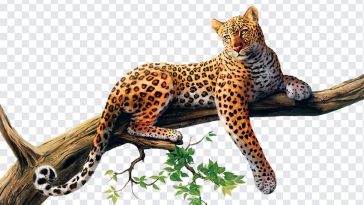 Jaguar, Animal, Jaguar PNG, Animal PNG, PNG, PNG Images, Transparent Files, png free, png file, Free PNG, png download,