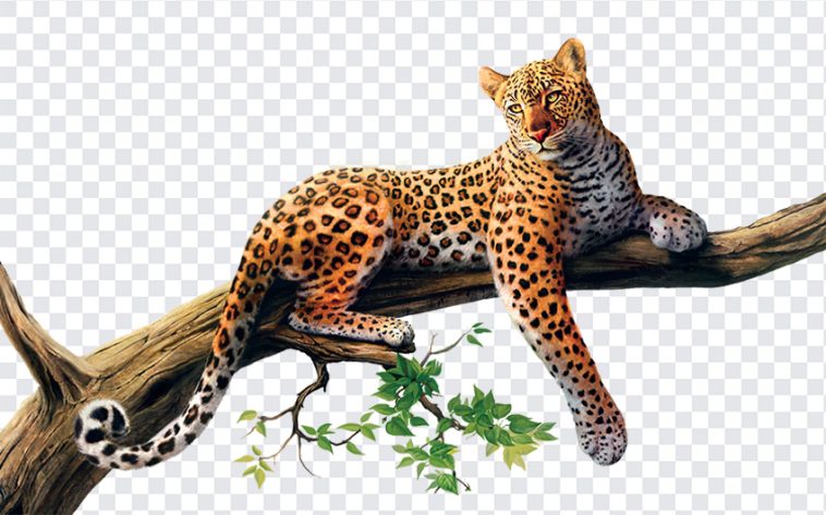 Jaguar, Animal, Jaguar PNG, Animal PNG, PNG, PNG Images, Transparent Files, png free, png file, Free PNG, png download,