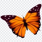 Orange Butterfly, Orange, Orange Butterfly PNG, Butterfly PNG, PNG, PNG Images, Transparent Files, png free, png file, Free PNG, png download,