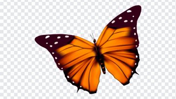 Orange Butterfly, Orange, Orange Butterfly PNG, Butterfly PNG, PNG, PNG Images, Transparent Files, png free, png file, Free PNG, png download,